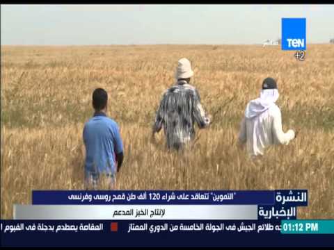 التموين تتعاقد على شراء 20 ألف طن قمح روسي وفرنسي