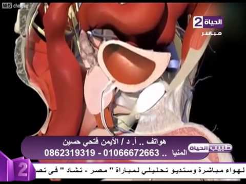 بالفيديو تعرف على البروستاتا ووظيفتها في الجسم