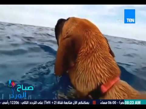 شاهد رد فعل كلب يشاهد الدلافين لأول مرة