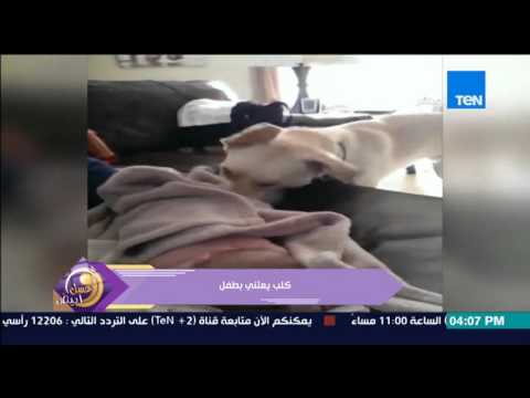 كلب يعتني بـ طفل رضيع أثناء نومه