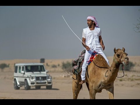 انطلاق أول ماراثون للهجن بتنظيم مركز حمدان بن محمد لإحياء التراث