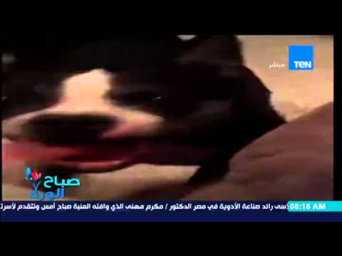 شاهد فيديو لكلب يرقص بلسانه