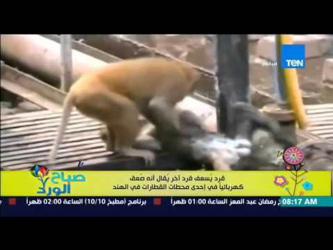بالفيديو قرد يحاول إسعاف قرد آخر صعق بالكهرباء