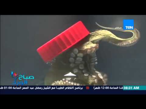 بالفيديو أخطبوط يخرج نفسه من محبسه بطربقة ذكية