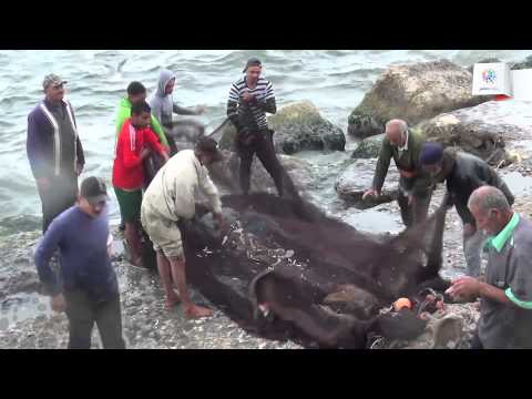 صيادو الإسكندريَّة يرفعون شعار الرزق يحب الخفيَّة