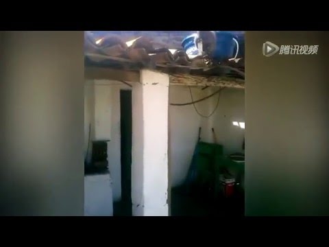 قرد مخمور يهاجم زبائن أحد الحانات البرازيلية بـسكين
