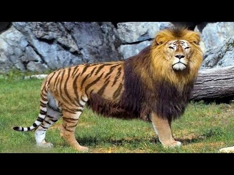 اغرب 10 حيوانات مهجنة فى العالم