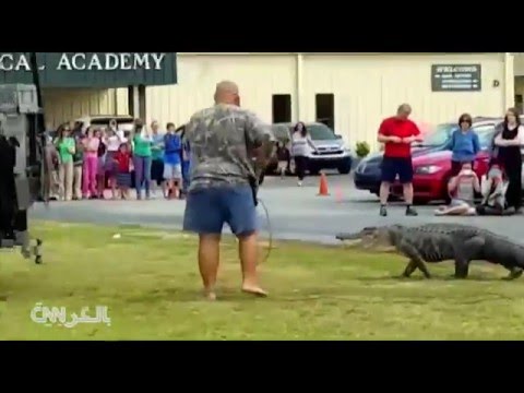 تمساح ضخم يتجول في ساحة مدرسة في فلوريدا